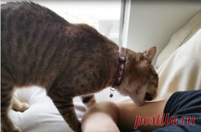 Тяжёлая дума на мохнатой мосе: Как коты наказывают непослушных людей (+ смешные фото) | Лариса Кречетова | Яндекс Дзен