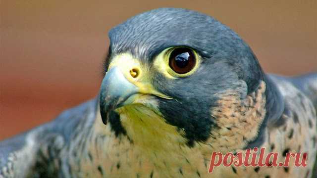 Классический: Быстрый и яростный Сапсан-Это машина для охоты в воздухе В 2005 году парень по имени Кен Франклин из Фрайдей — Харбора, штат Вашингтон, использовал компьютерный чип для измерения скорости пикирования одного