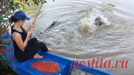 Unbelievable Girl Fishing with BEEF vs. GIANT Gourami Fish