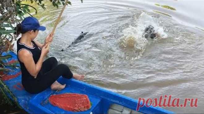Unbelievable Girl Fishing with BEEF vs. GIANT Gourami Fish