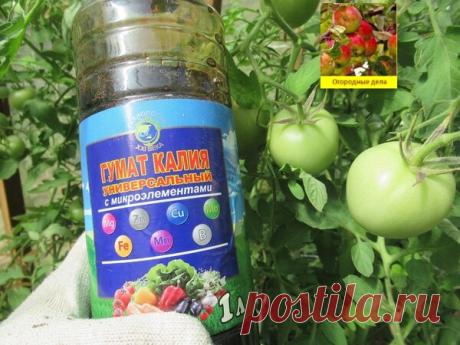 Гумат калия - проверенное средство для увеличения урожая и созревания помидоров | Огородные дела | Яндекс Дзен