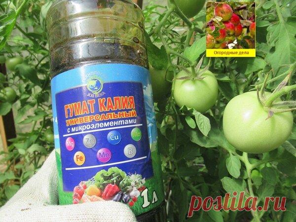 Гумат калия - проверенное средство для увеличения урожая и созревания помидоров | Огородные дела | Яндекс Дзен