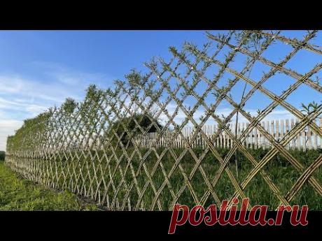 Русская ива. Мастер-класс. Плетём изгородь из ивы.
