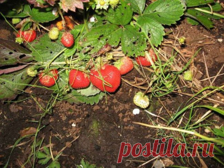 Делимся идеями по выращиванию клубники-земляники....