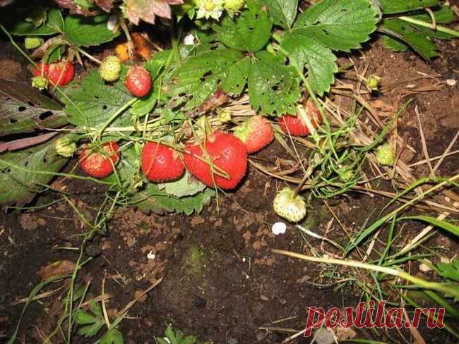Делимся идеями по выращиванию клубники-земляники....