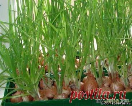 огород на подоконнике