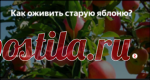 Как оживить старую яблоню?.