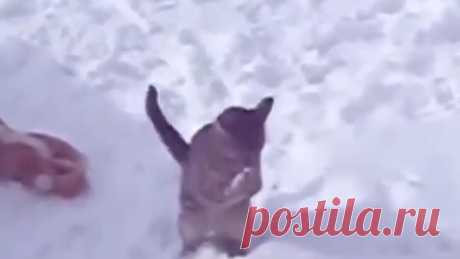 Снежные коты