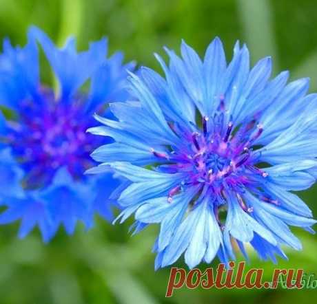 Василек синий.