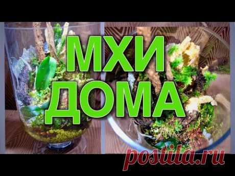 Как вырастить и размножить мох в домашних условиях
