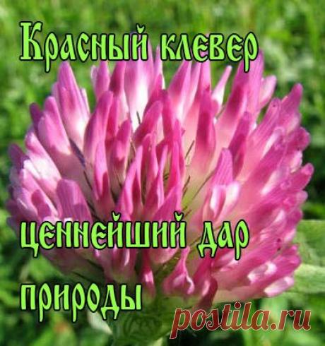 Лечебные свойства красного клевера | методы лечения народными средствами в домашних условиях