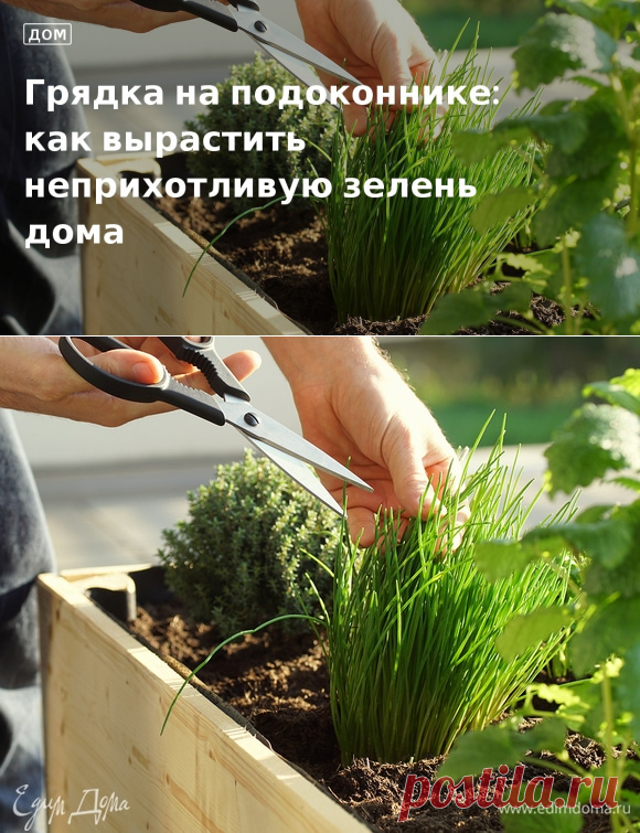 Грядка на подоконнике: как вырастить неприхотливую зелень дома. Кулинарные статьи и лайфхаки