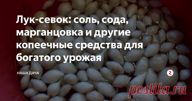 Лук-севок: соль, сода, марганцовка и другие копеечные средства для богатого урожая Специалисты единогласно призывают замачивать севок перед посадкой в специальных растворах – этот нехитрый шаг поможет укрепить иммунитет растений и повысит их сопротивляемость заболеваниям. Например, раствор поваренной соли защитит посадки от нашествия луковой мухи, оградит луковки от трипса и клещей.