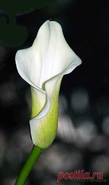 Для Вас! 🌛 ♥ фото 📷 #Виктор_Гончаров