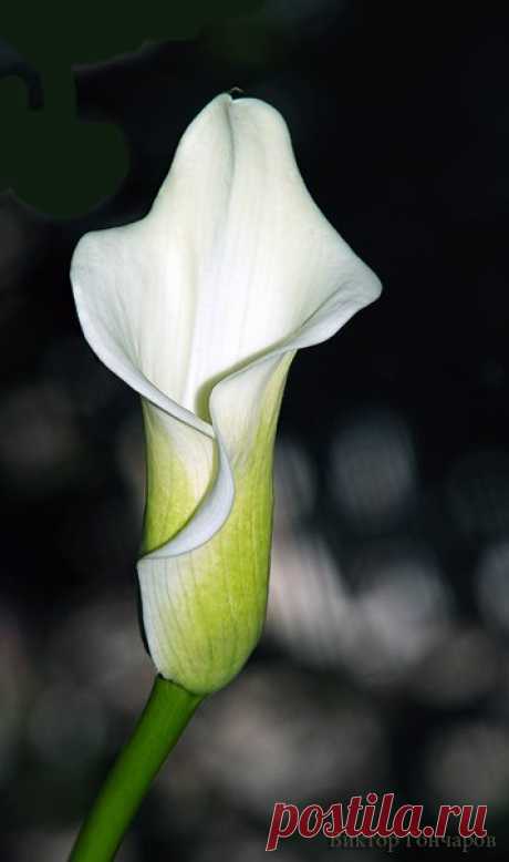 Для Вас! 🌛 ♥ фото 📷 #Виктор_Гончаров