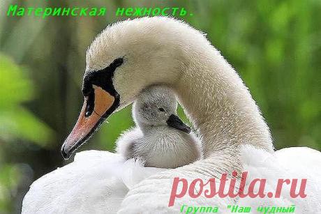 НАШ ЧУДНЫЙ МИР.