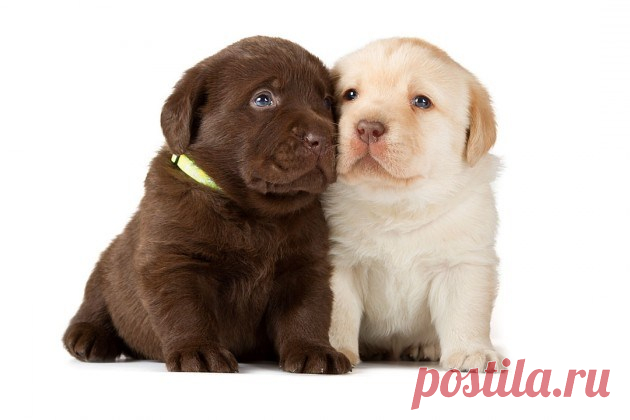 puppy-630x420.jpg (630×420)