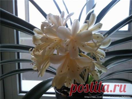 Кливия - любимое домашнее растение..