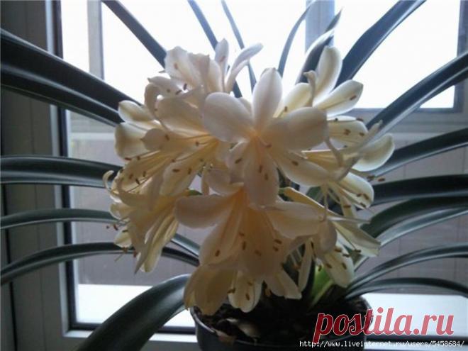 Кливия - любимое домашнее растение..