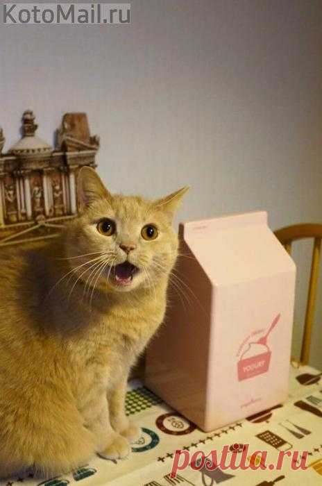 А где моё молоко?
