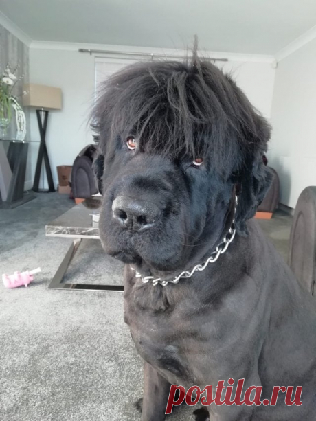 25 доказательств того, что ньюфаундленды – не собаки, а огромные милые медведи