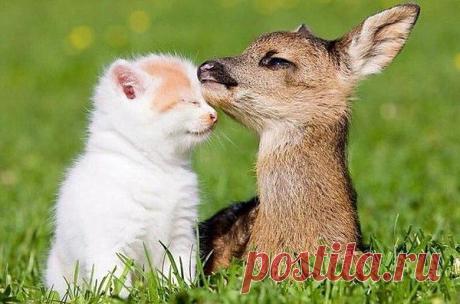 Голосование Мисс/Мистер