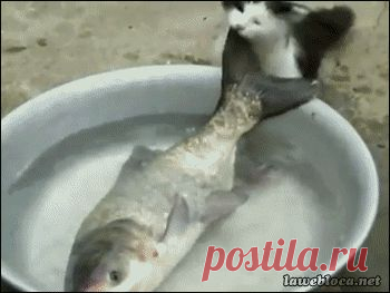 Вот это улов!