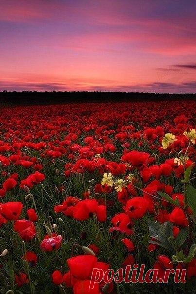 Маковое поле в Италии