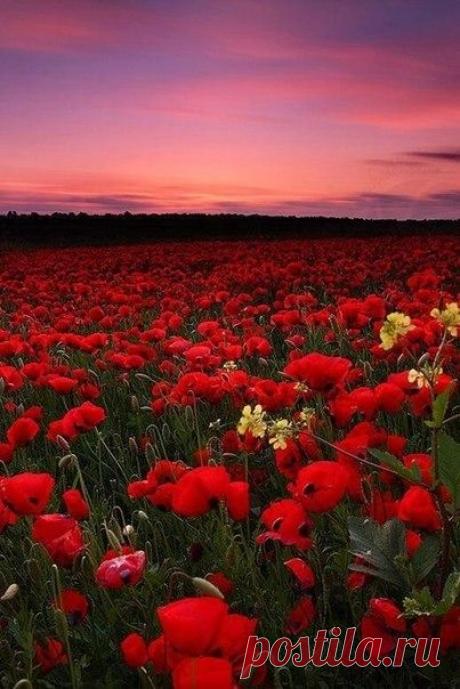 Маковое поле в Италии