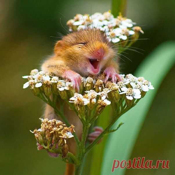 Улыбнись!