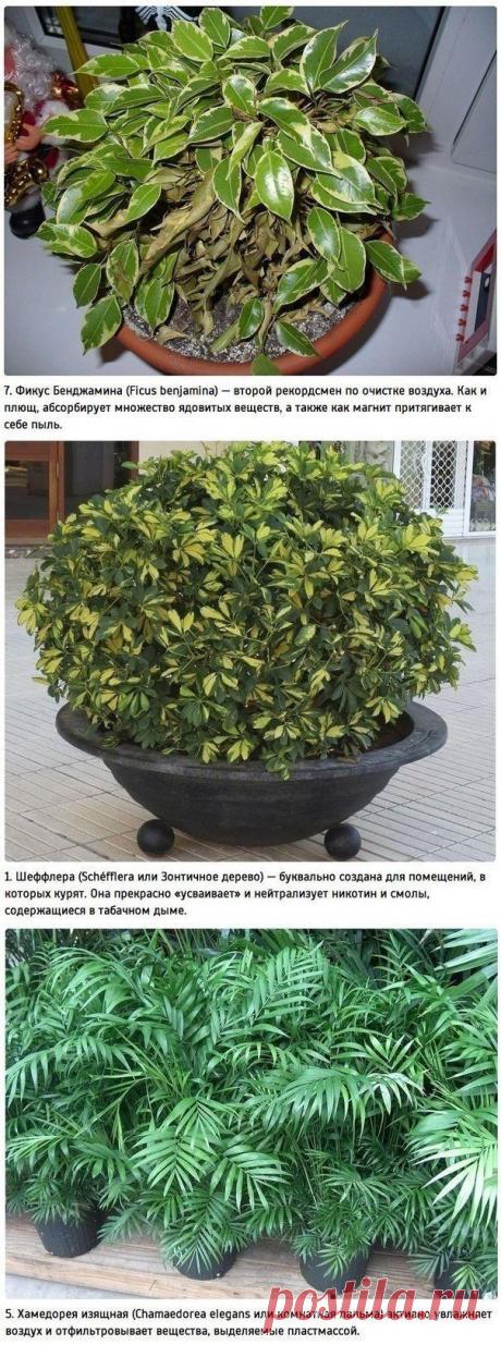 Растения - очистители воздуха! | Мамам, женщинам, бабушкам и очень любознательным.