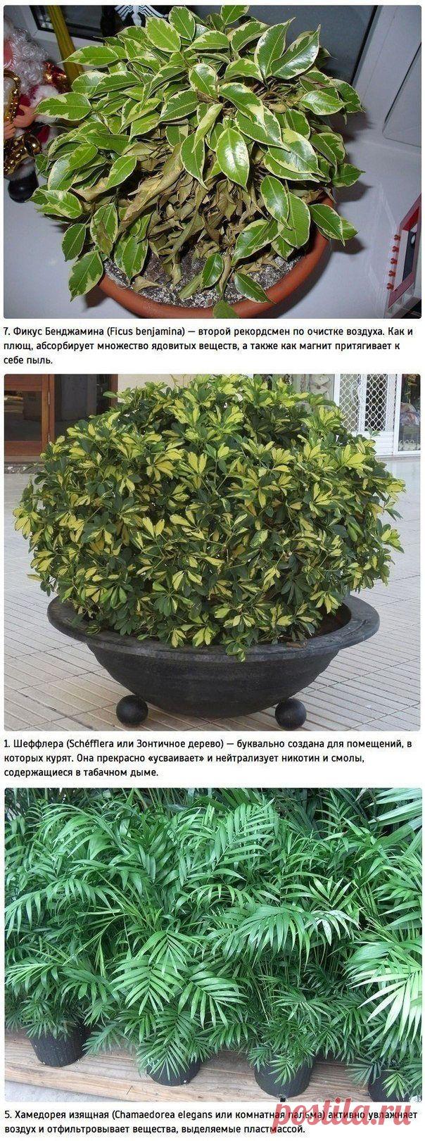 Растения - очистители воздуха! | Мамам, женщинам, бабушкам и очень любознательным.