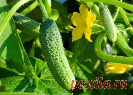 (6) Одноклассники