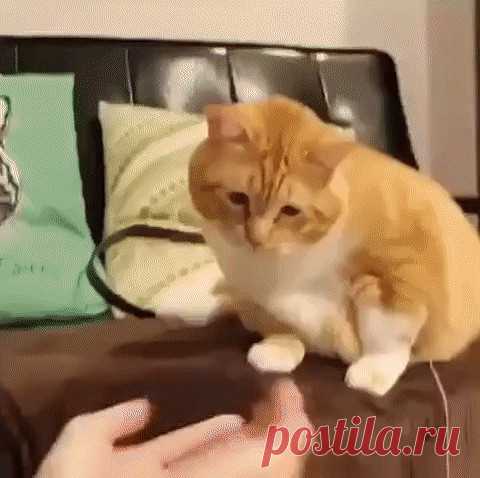 Одноклассники