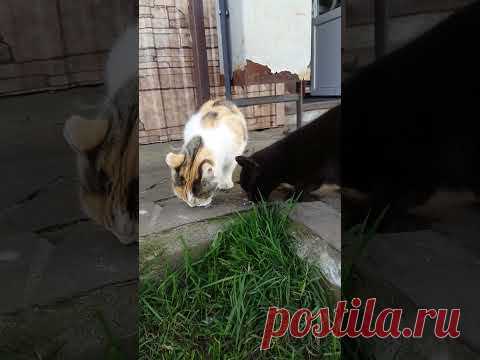 Однажды кошкам кто-то дал мороженку... - YouTube