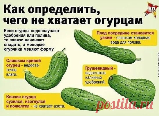 Признаки недостатка калия поначалу не очень заметны: у растений незначительно задерживается рост и усиливается восприимчивость к низким температурам. Если не принимать никаких мер, то может начаться следующая фаза, проявляется потемнением и усыханием кончиков