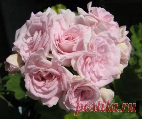 Ужель та самая герань или &quot;Прекрасная гармония — в окошках пеларгония&quot;