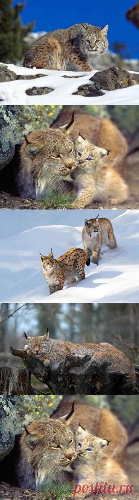 С кисточками на ушах !