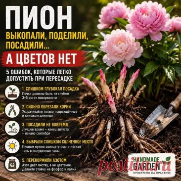 5 ошибок которые легко допустить при пересадке пиона