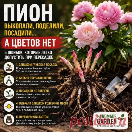 5 ошибок которые легко допустить при пересадке пиона