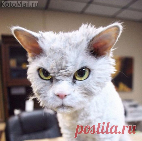 Воскресенье, передай понедельнику, чтоб он не приходил!