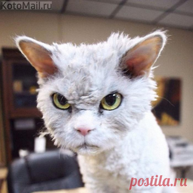 Воскресенье, передай понедельнику, чтоб он не приходил!