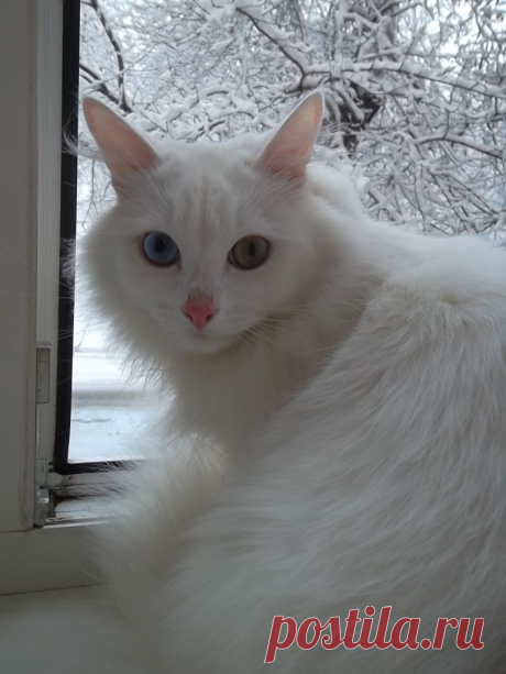 Пошла на день рождения, вернулась с котом... 
4 года назад я пошла на день рождения к брату - вернулась с котом. А он в свою очередь этого красавца вместе с двумя его братьями подобрал на улице, голодных, грязных, 2 дня просидевших в коробке на …
