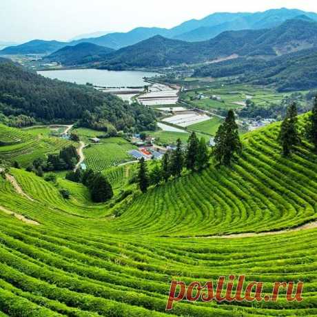 Чайные плантации #Посон #Boseong #보성 
Написала в блог про корейский чай и про чайный фестиваль в Посоне. ☝Ссылка на пост в профиле.

#teaplantation #tea #чайныеплантации #чай #green #Корея #Korea #SouthKorea #한국 #ig_korea #ig_asia_  #itravelKorea #koreatrip #koreatrip2015 #imagineyourkorea