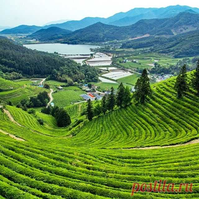 Чайные плантации #Посон #Boseong #보성 
Написала в блог про корейский чай и про чайный фестиваль в Посоне. ☝Ссылка на пост в профиле.

#teaplantation #tea #чайныеплантации #чай #green #Корея #Korea #SouthKorea #한국 #ig_korea #ig_asia_  #itravelKorea #koreatrip #koreatrip2015 #imagineyourkorea