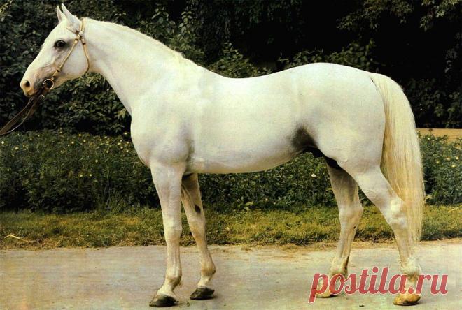 орловский рысак