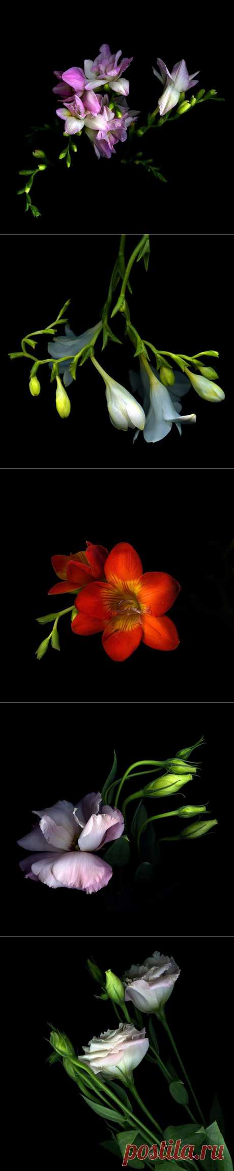 Красота на черном фоне..