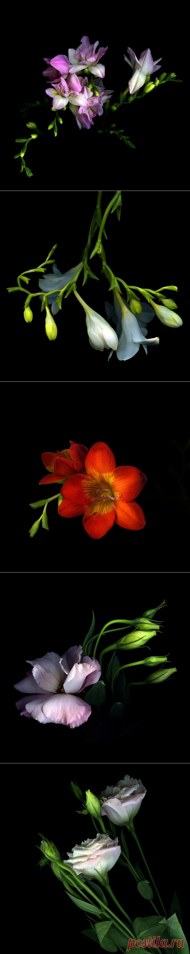 Красота на черном фоне..