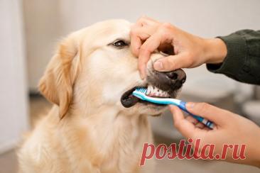 🦷 Как приучить собаку к чистке зубов без стресса? 🐶 Начинайте постепенно: паста → прикосновения → палец → щетка. Главное — мягкость, терпение и регулярность ❤️
#собаки #уходзасобакой #здоровьесобаки #ветеринария
Изображение от ChatGPT