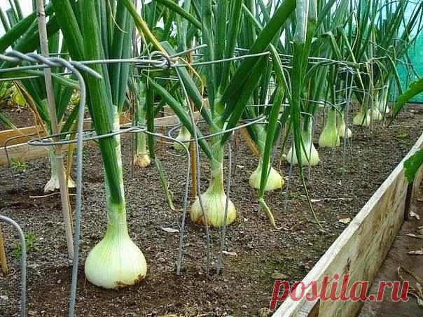 ПАМЯТКА ОГОРОДНИКА

Лук:
- Перед посадкой: 1 ст.ложка соли на 1 литр воды залить на 3 часа.
- После соли: темный раствор марганцовки на 2 часа. Обязательно промыть.
- От луковой мухи: 1. Появился первый листочек 1) Проливаем водой. 2) Полив 2 ст.ложки нашатырный спирт на ведро воды (3 лейки на 6п.м.грядки) 3) Проливаем водой. 2. Через 10-14 дней. По той же схеме полив 1ст.ложка соли на 1 литр воды 3. Через 10 дней. По той же схеме полив крепким р-ром марганцовки.

— Подкор...